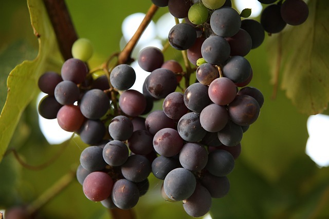 一箱通关:把整年旅居装进一只登机箱 配图