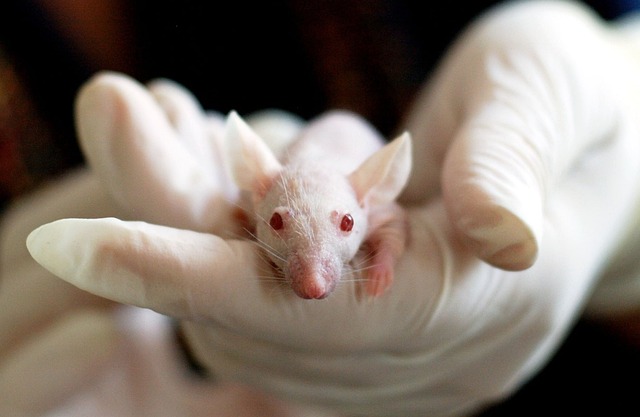 大脑如何学习：学习科学揭示的核心机制 配图