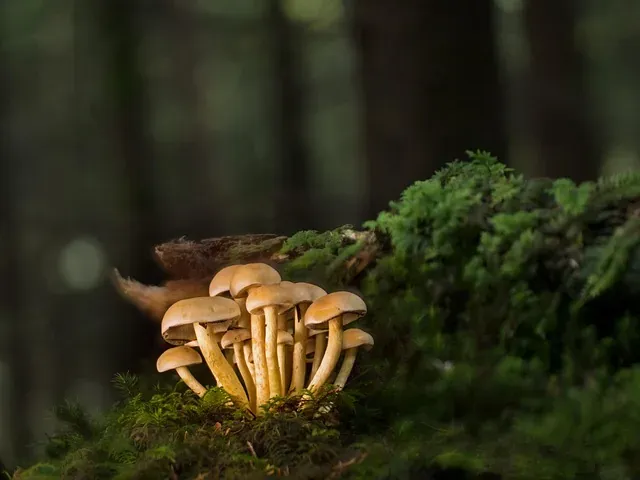 牌照不是一张纸:看懂交易所合规牌照的类别差异与含金量 配图