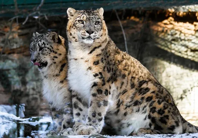 上线前先写好撤回那一页:回滚预案的三段时间预算 配图