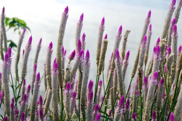 学习系统:用结构化方法实现持续成长 配图