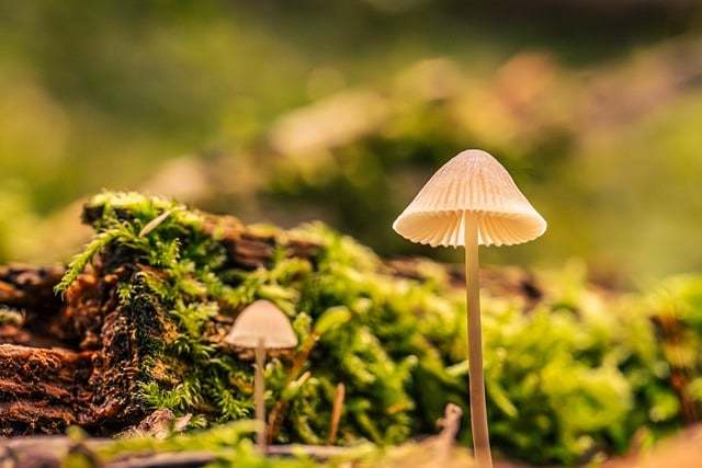 在城市里种一座小森林:阳台改造的12个细节 配图